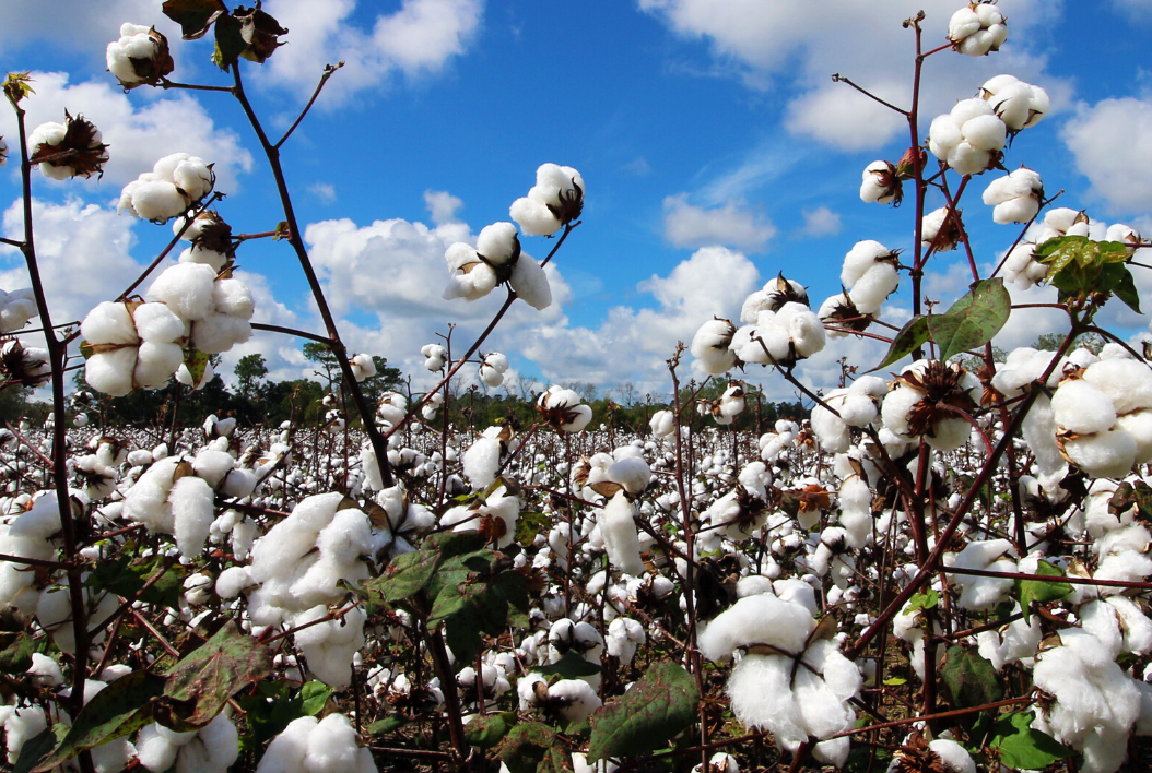 Top Ten Reasons Why You'll Love Organic Cotton