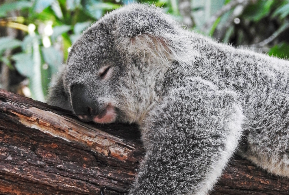 Sleep: The Healing Balm